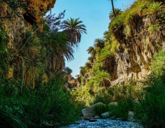 Green valley Wadi bin Hammad with palm trees and water.